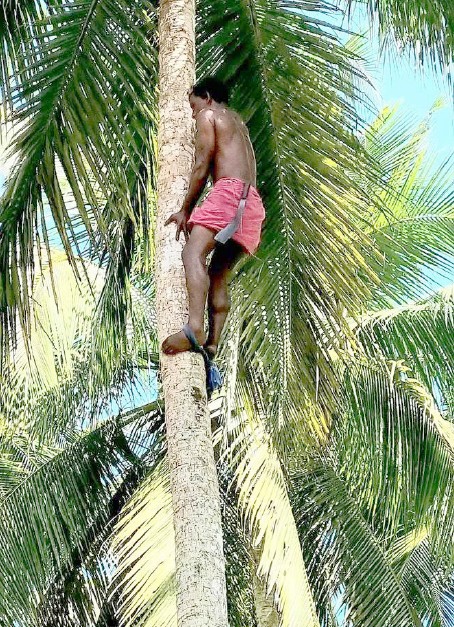 மரமேறி / The Tree Climber